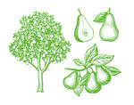 手绘梨树插图