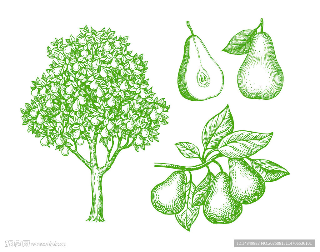 手绘梨树插图