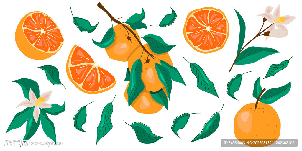 橙子插图