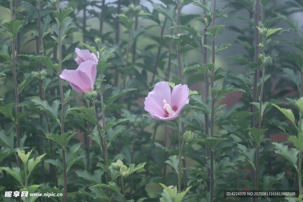 木槿