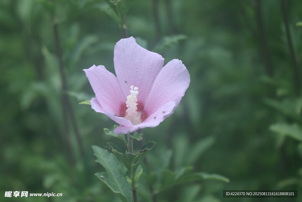 木槿