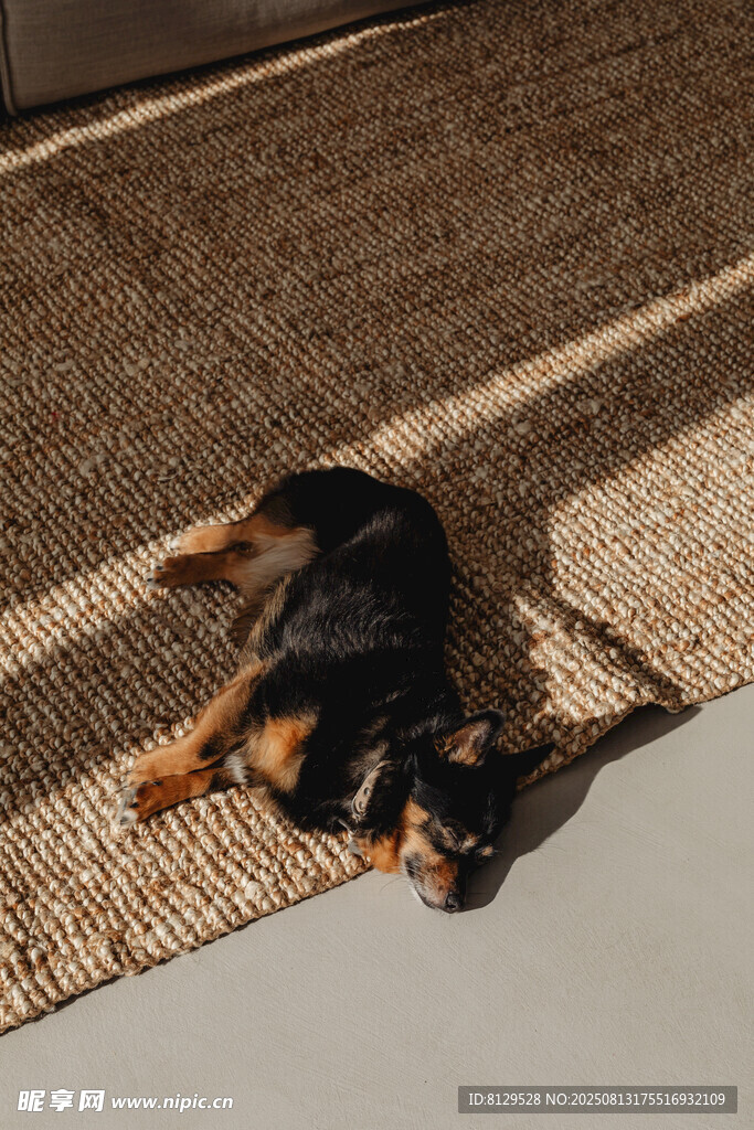 趴着休息的可爱宠物犬