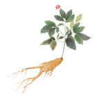 手绘人参植物图