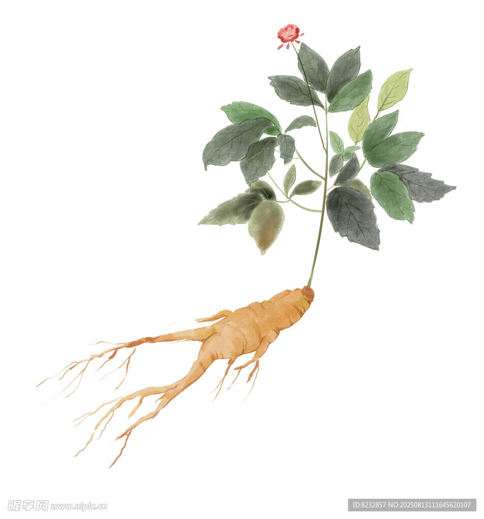 手绘人参植物图