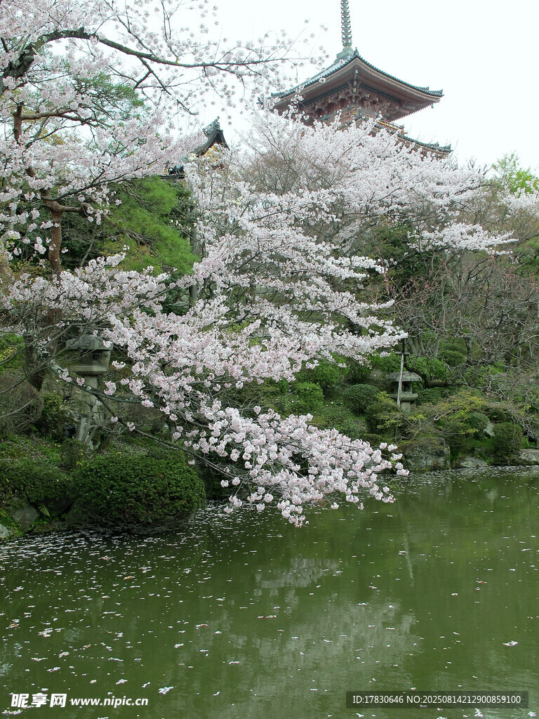湖畔樱景与古亭