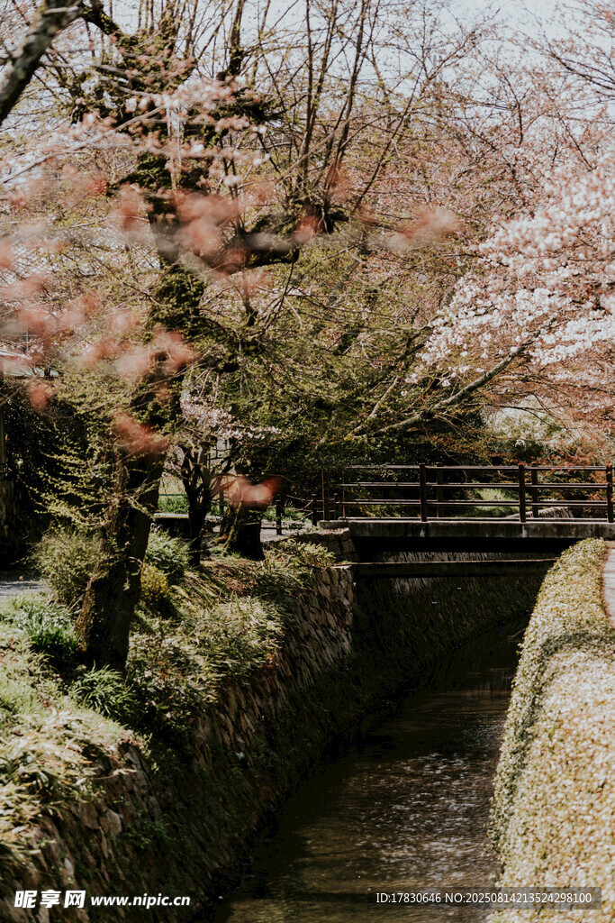 日式林间小径樱花景致