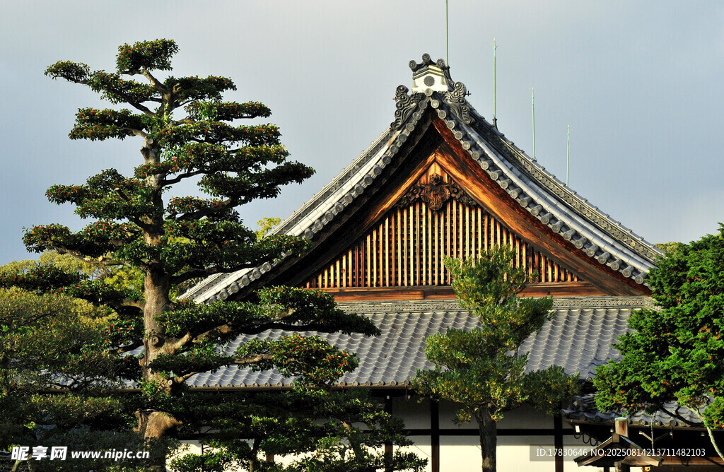 日式传统建筑与松树景观