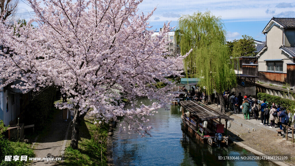 河畔烂漫樱花美景