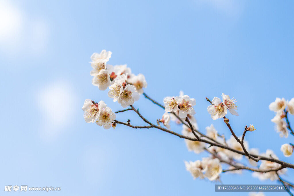 盛开的梅花