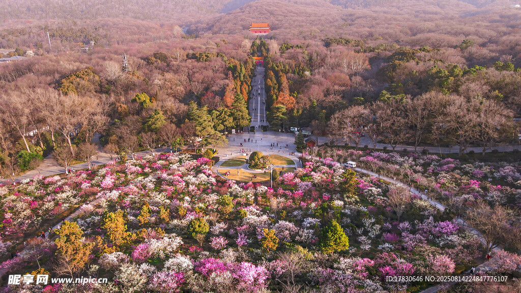 春天南京明孝陵景区梅花山的梅