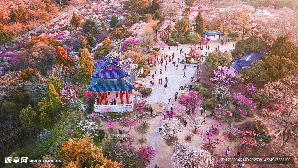春天南京明孝陵景区梅花山的梅
