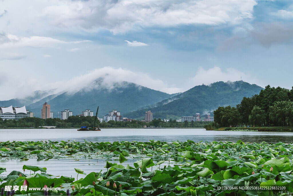 夏天南京玄武湖的荷花与紫金山