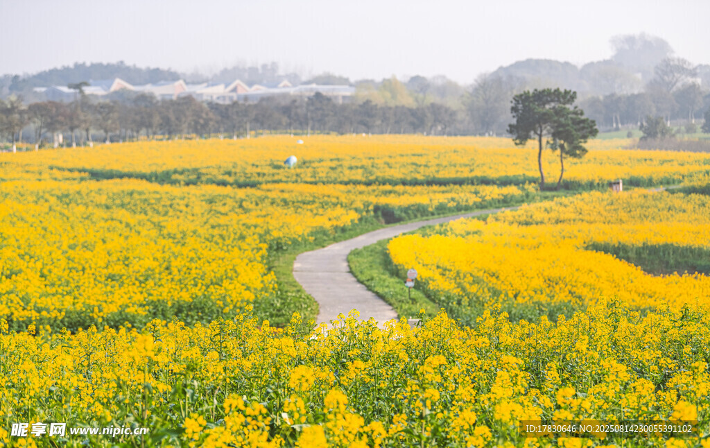 南京高淳国际慢城春天的油菜花