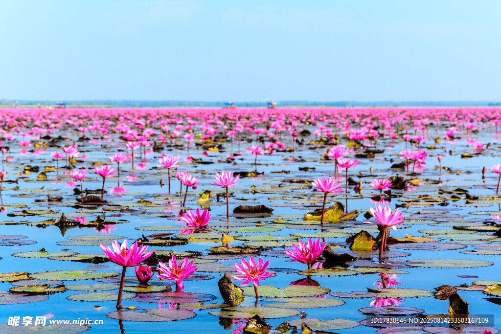 粉红色莲花之海