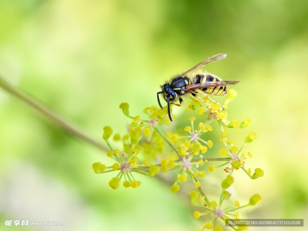 蜜蜂停留在黄色小花上