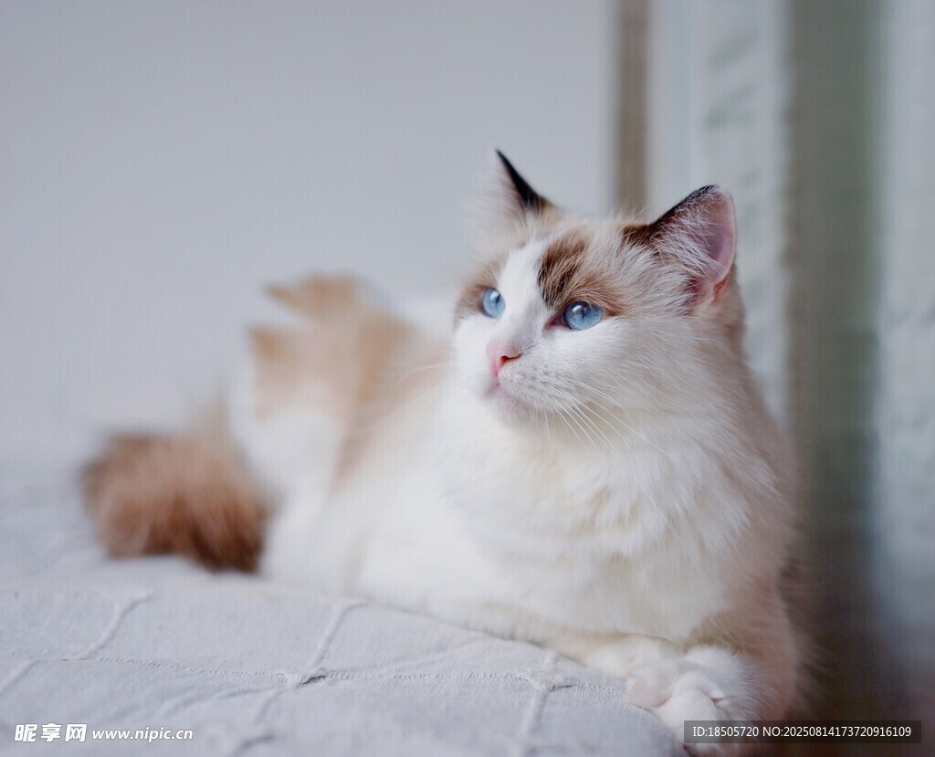 布偶猫侧卧凝视