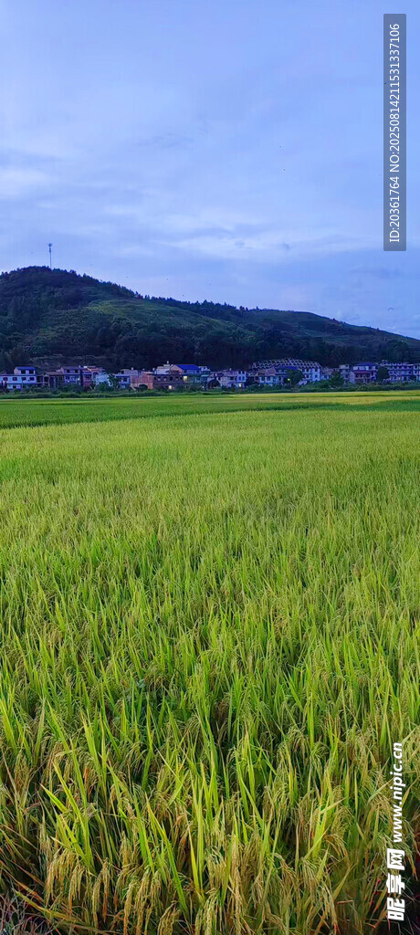 广袤稻田