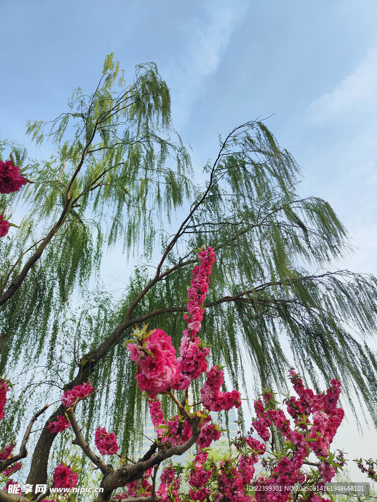 柳绿花红的碧桃花春日美景
