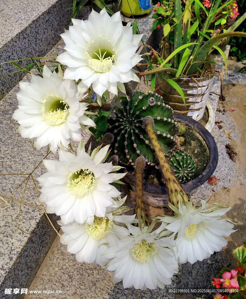 盆栽仙人球绽放洁白花朵