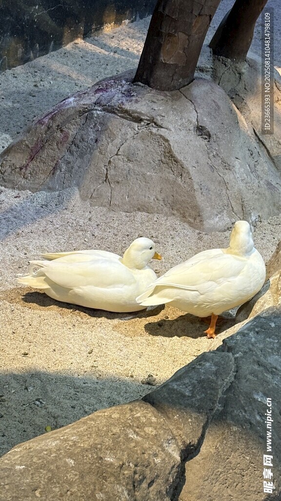 白鸭