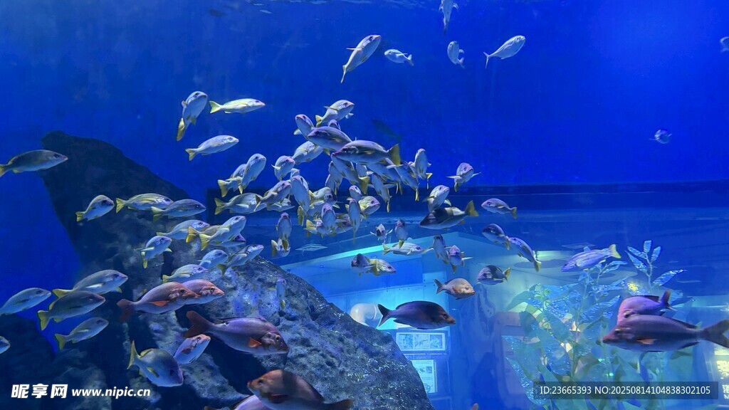 梦幻海底世界 群鱼共舞