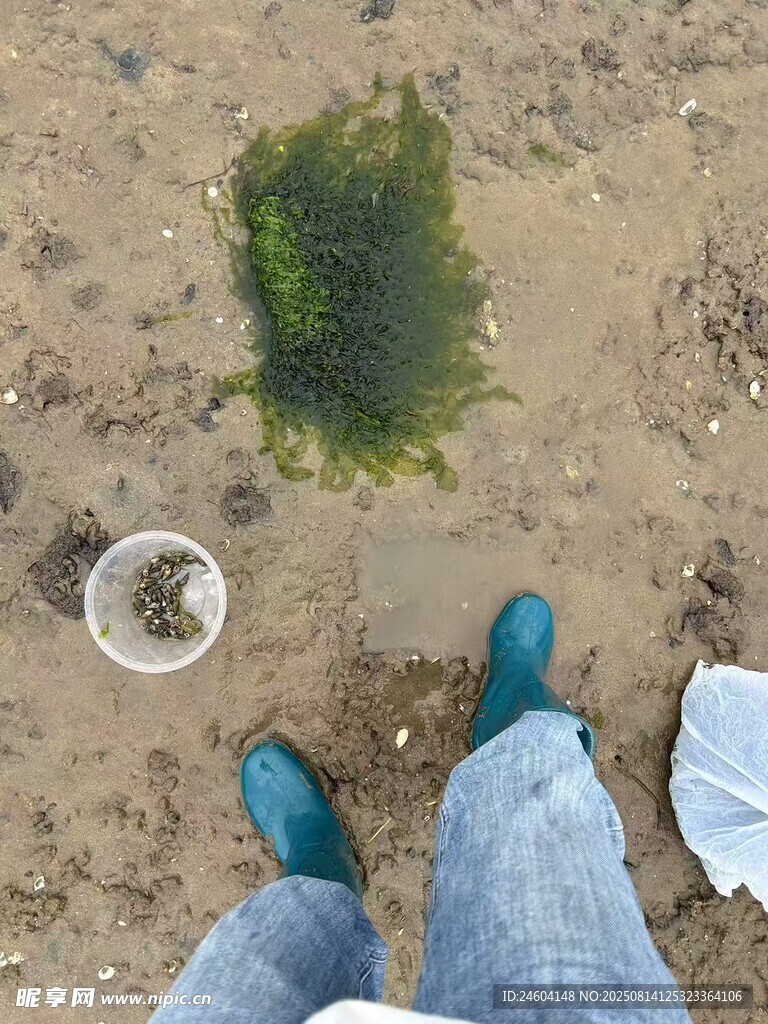 海白菜