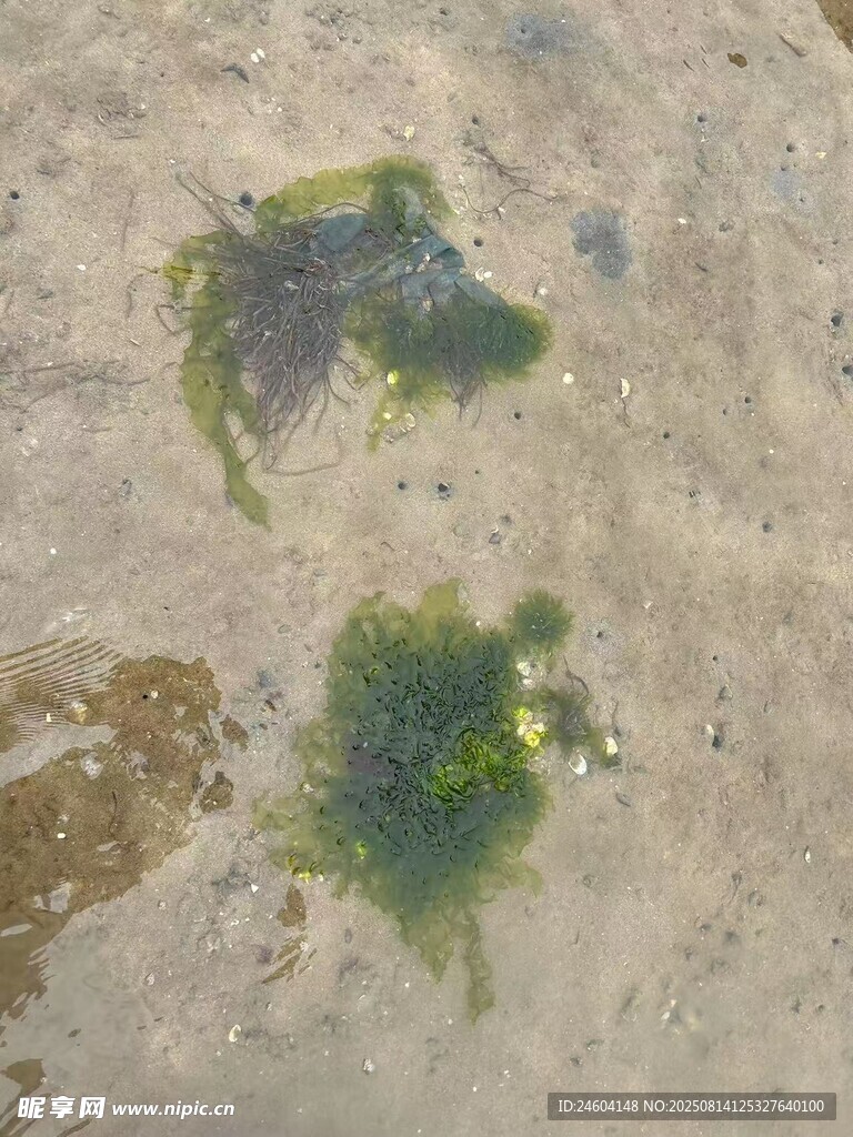 海藻