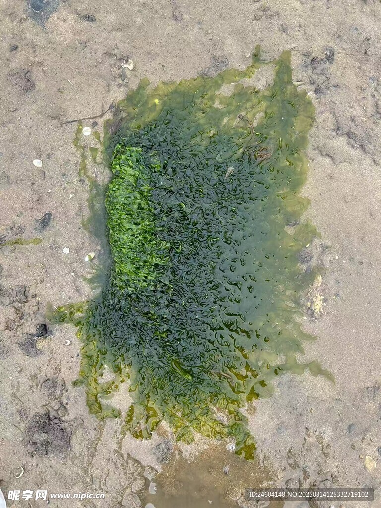 海藻