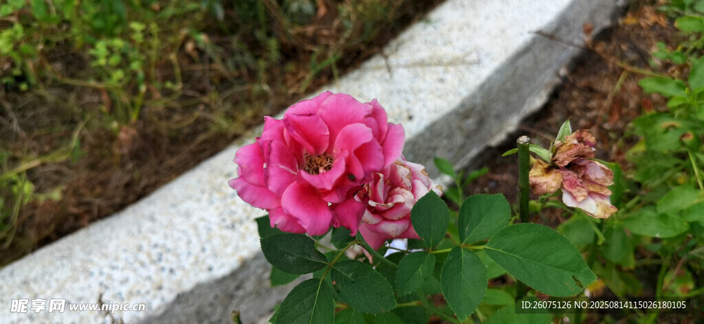 路边绽放的娇艳粉色花朵