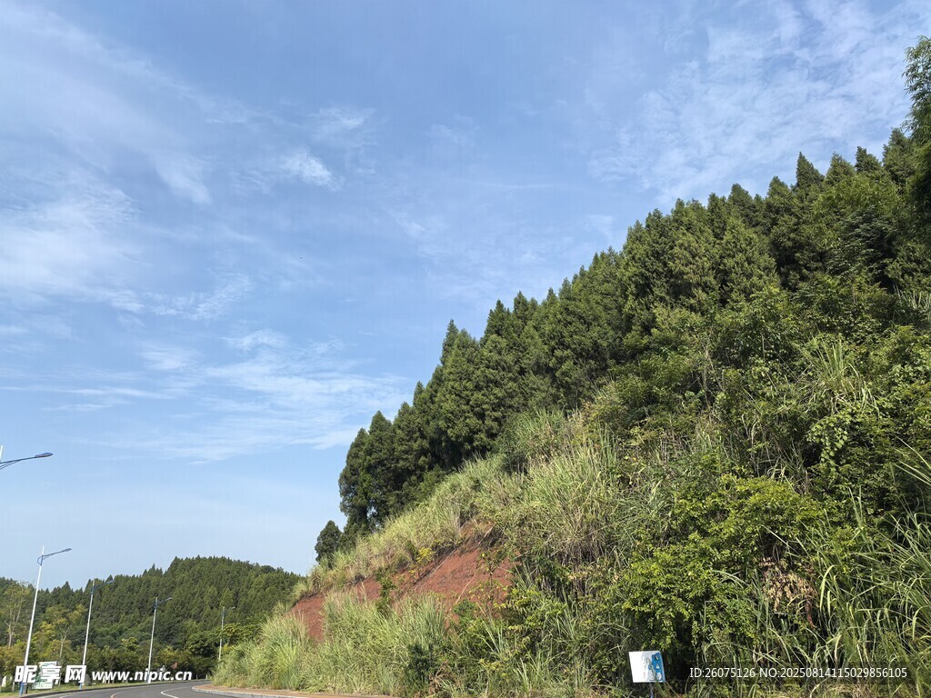 山坡路旁绿意盎然的景致