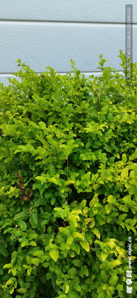 翠绿繁茂的灌木丛