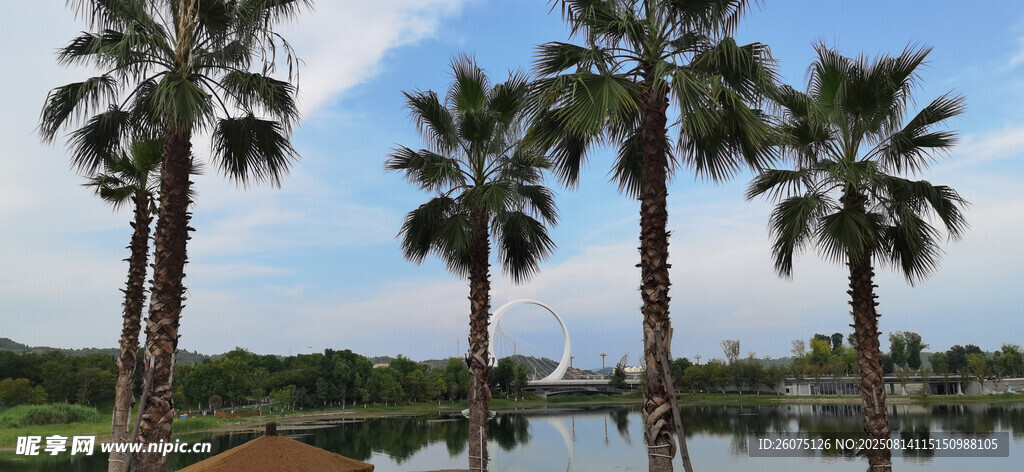 湖畔棕榈树风景