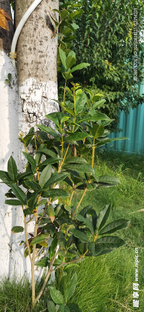 白色树基与新枝绿植景观