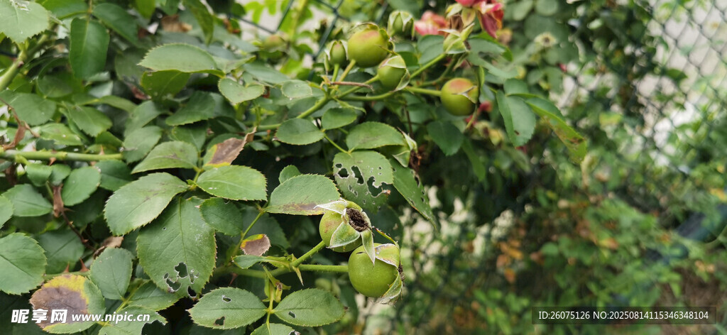 绿叶间的红果植物景观