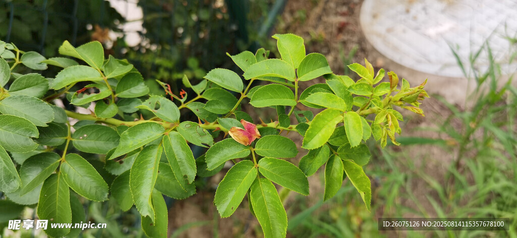 绿叶丛中的红色月季花苞
