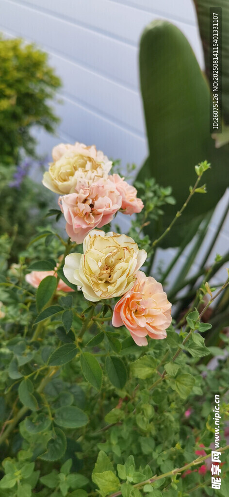 娇艳月季花绽放