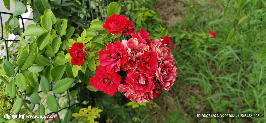 鲜艳红花朵绽放绿叶间