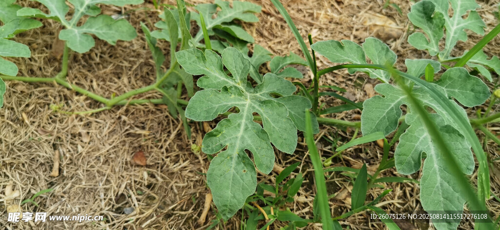 田间生长的西瓜藤绿片特写