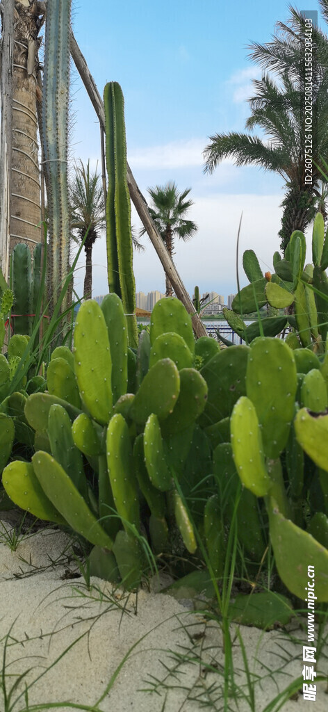 户外繁茂的仙人掌植物