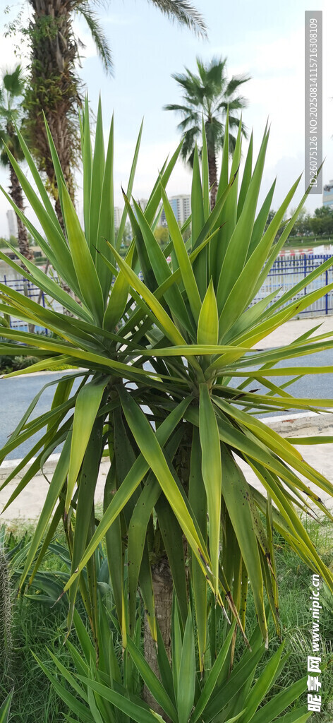 翠绿龙舌兰植物特写