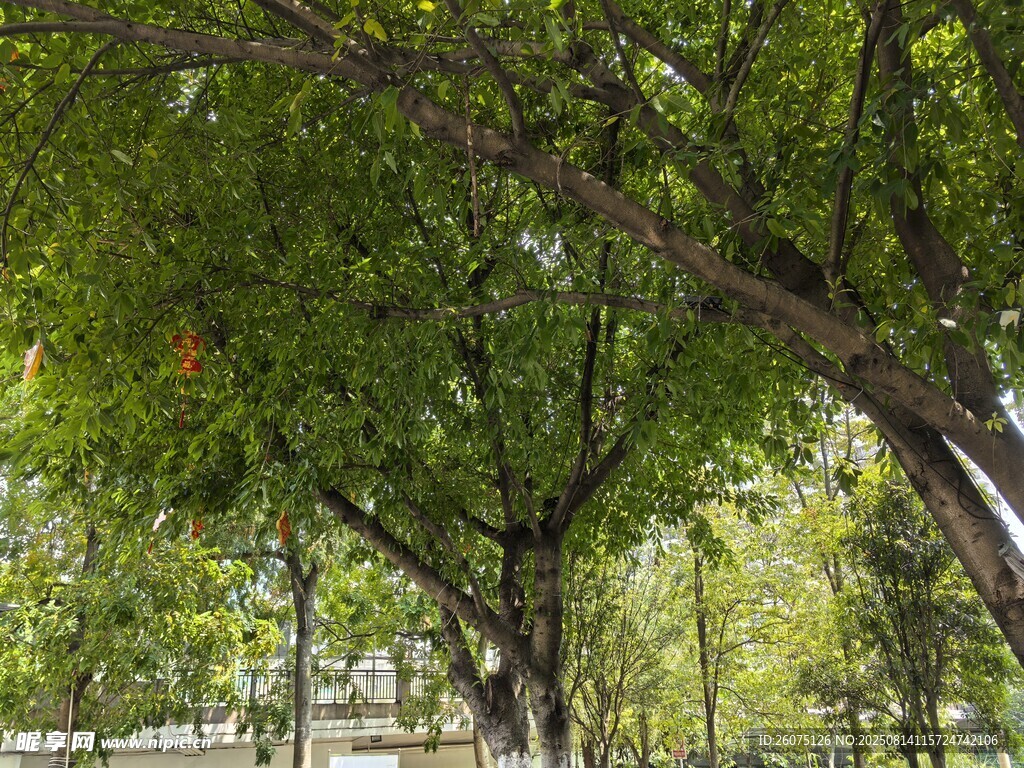 绿树成荫的宁静公园景象