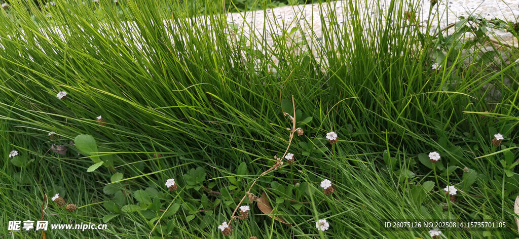草丛中的白色小花