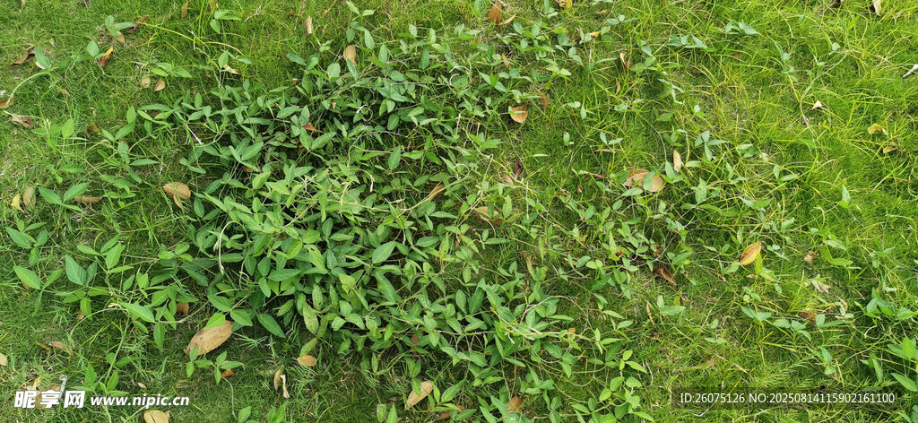 翠绿草地生机盎然小草
