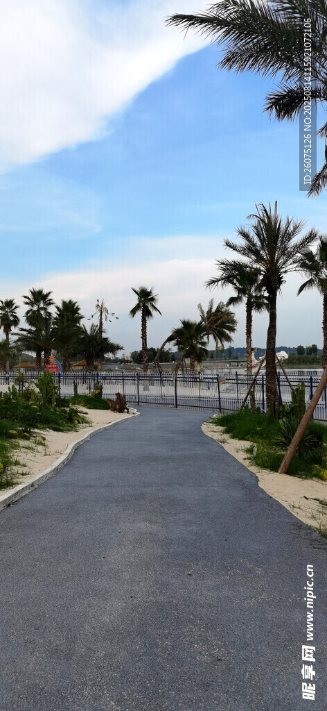 海滨椰林旁的宽阔道路