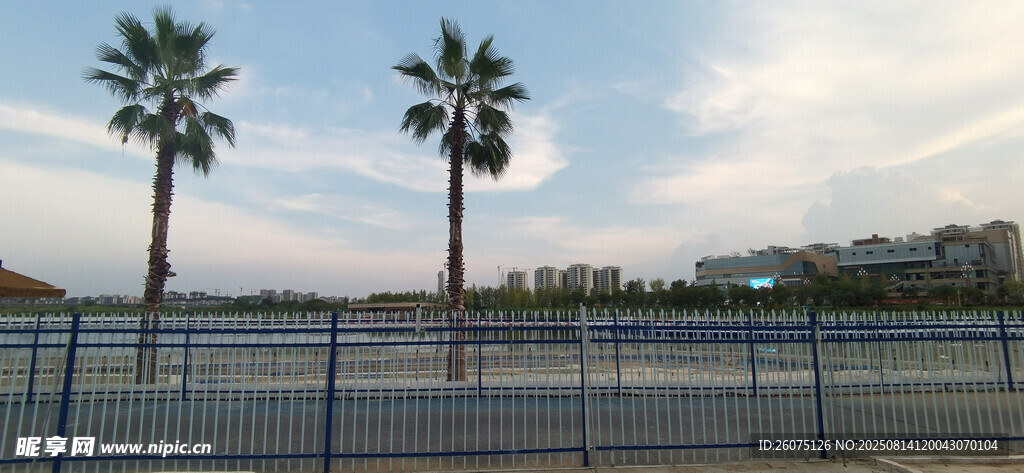 户外广阔水域边棕榈树与围栏景观