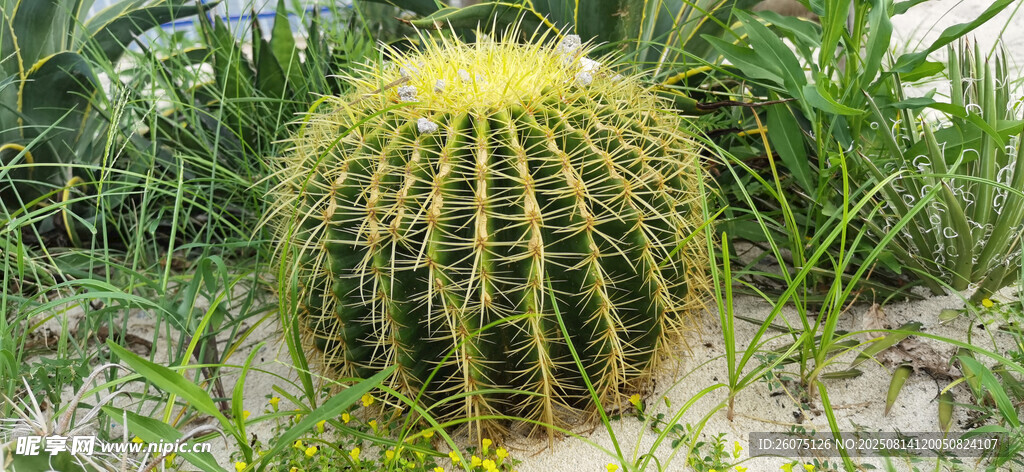 沙地里的仙人球特写