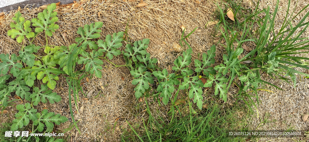地面上的绿色西瓜藤植物