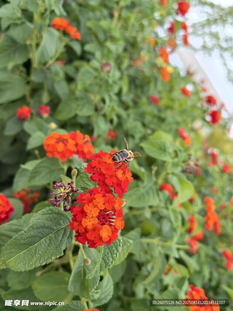 鲜艳橙红花朵与绿叶