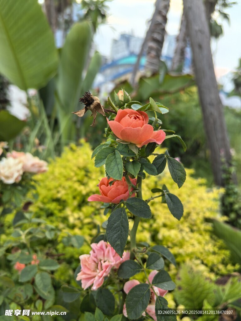 花园中绽放的多彩花卉