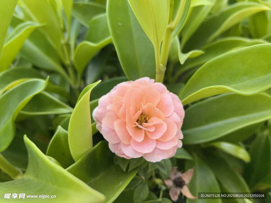 粉色山茶花绽放绿叶间